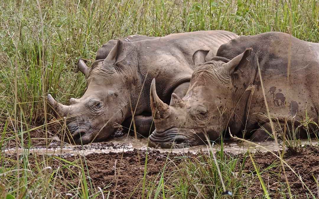 Day 20#20 Greetings Cards