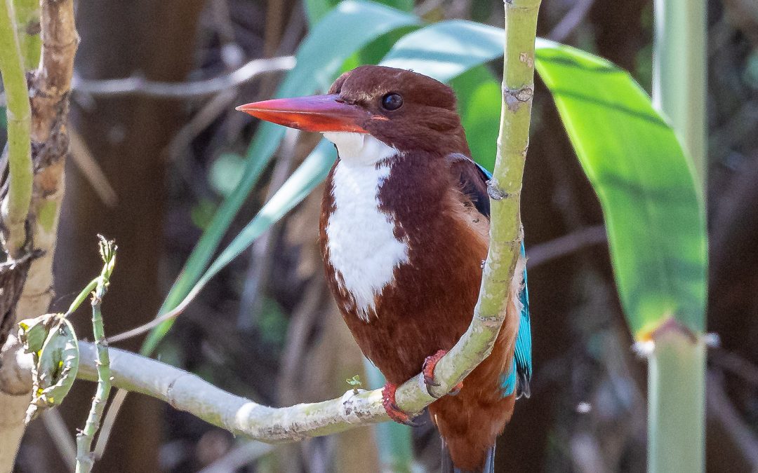 Greetings Cards  1#20