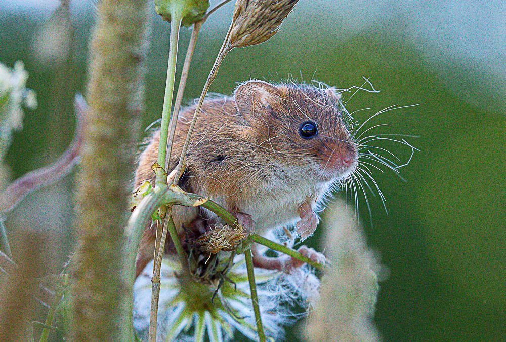 Day 18#20 Greetings Cards