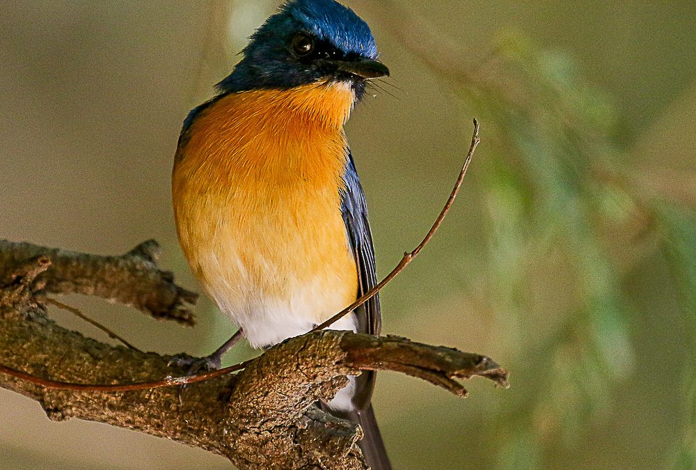 Day 16#20 Greetings Cards