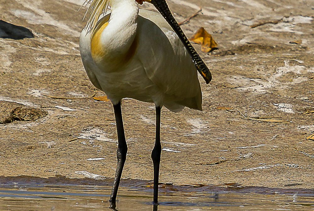 Day 17#20 Greetings Cards