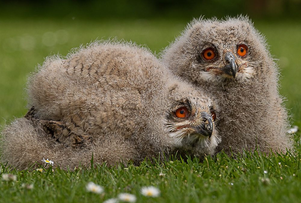 Day 19#20 Greetings Cards