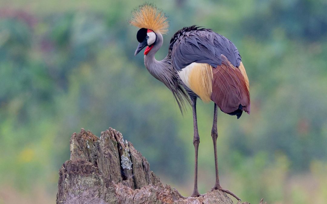 National bird of Uganda