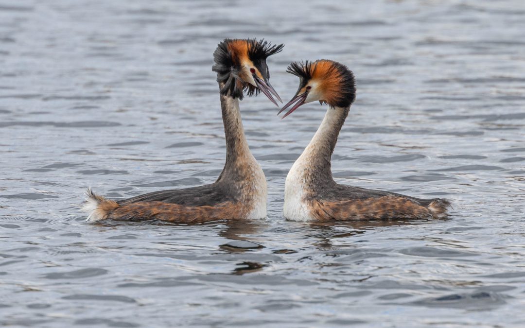 Springtime Grebes