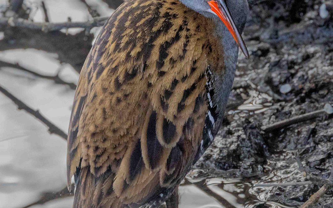 Secretive water rail