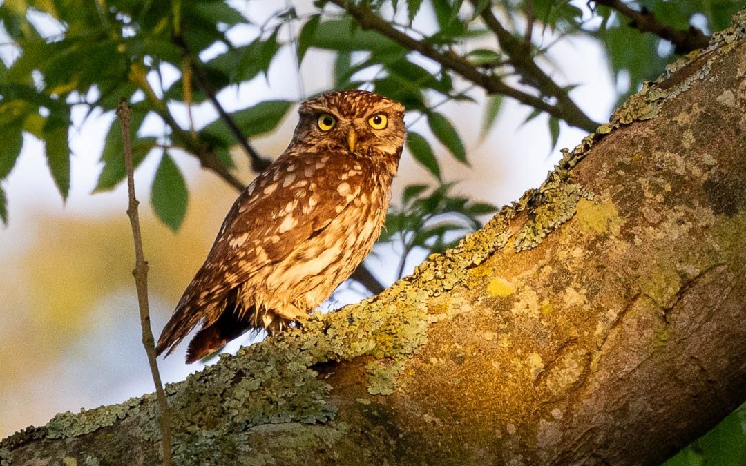 Little Owl in the early morning