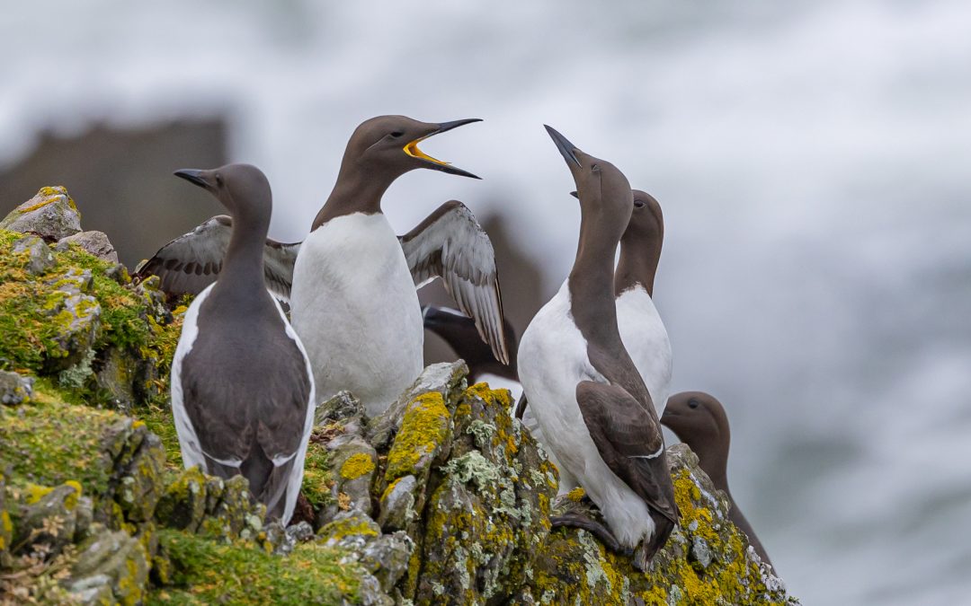 Guillemots
