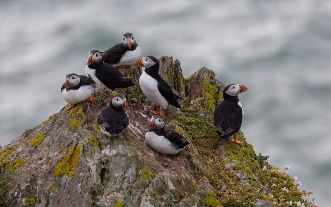 Puffin Colony