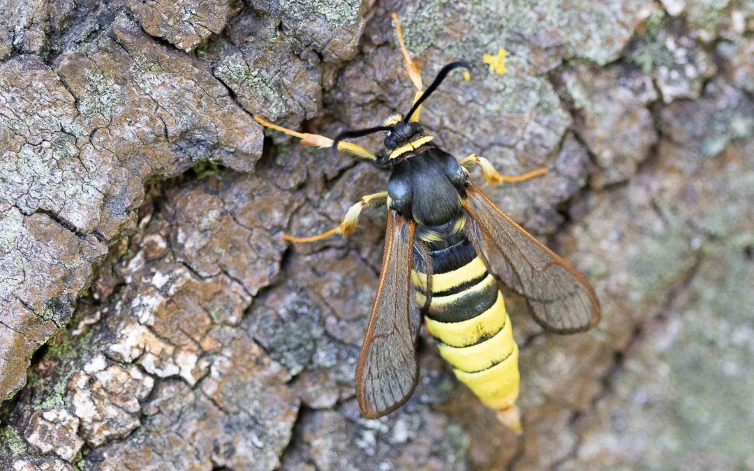 Hornet Moth