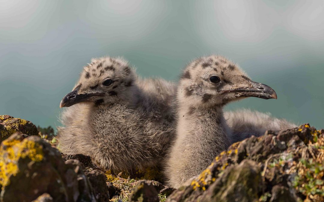 Great black – backed gull chicks