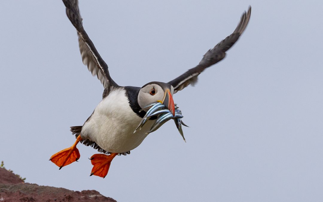 Puffins on Skokholm 2024
