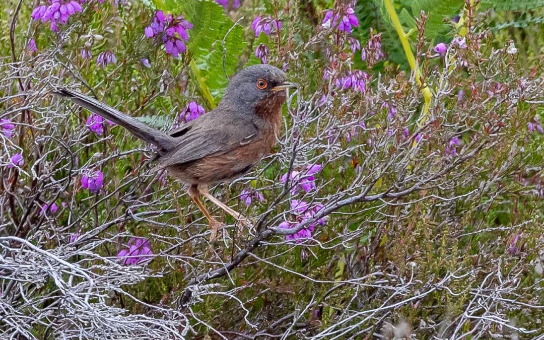 At last! a dartford warbler