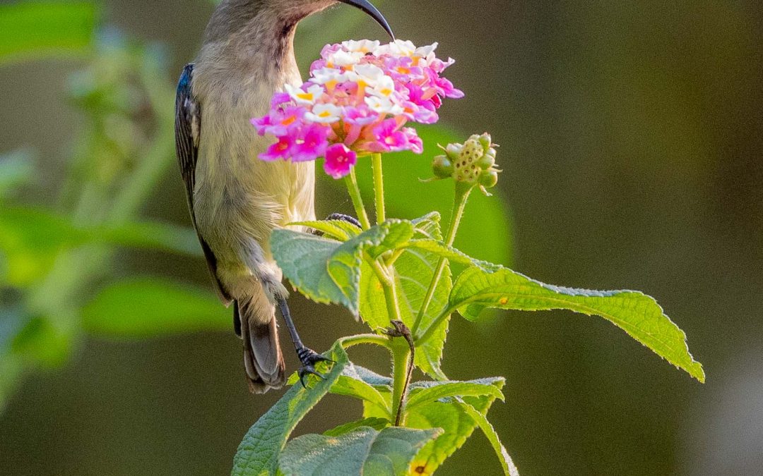 Sunbird