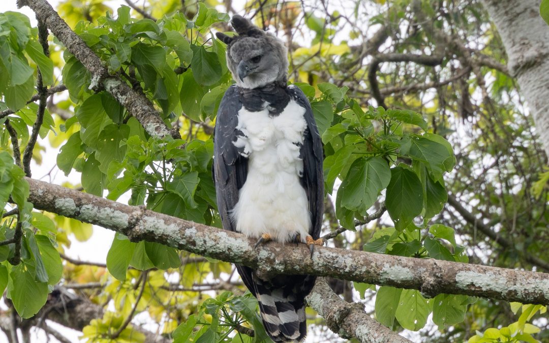 Panama – the reason to go! – June 2025