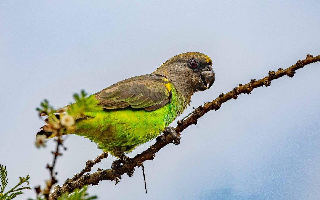 Well, part of it is brown – February 2025