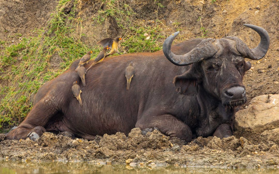 The oxpecker and the buffalo – Feb 2025