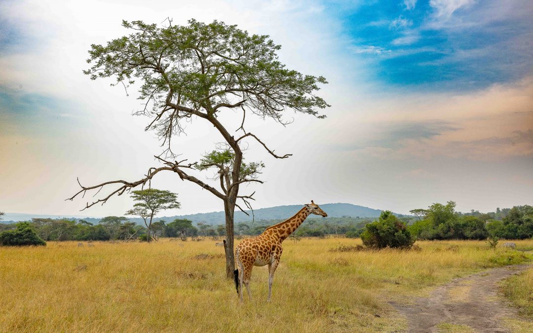 Classic Uganda – January 2025