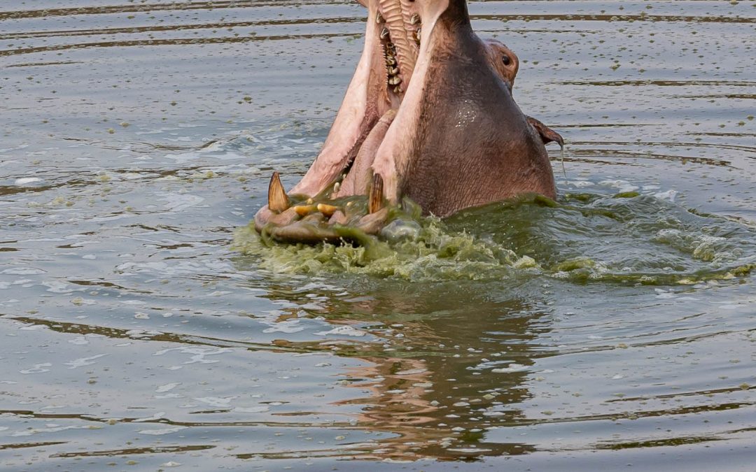 What big teeth you have! – February 2025