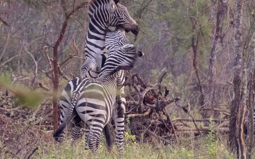 it’s the breeding season for Zebras – February 2025