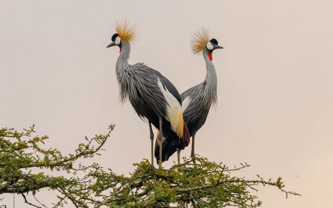 Love is in the air but… – February 2025