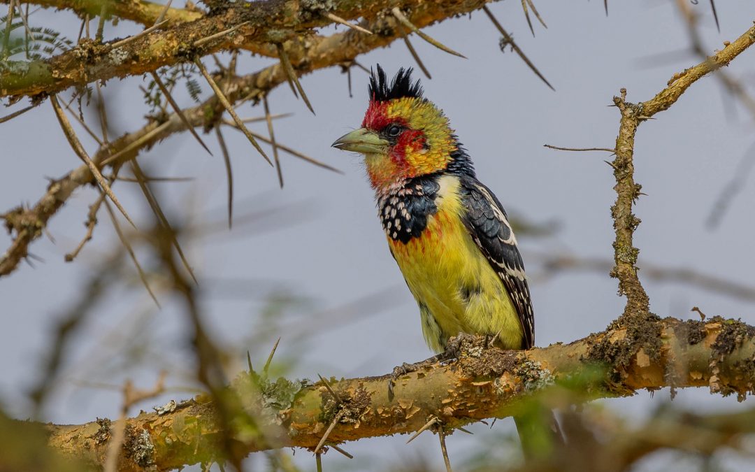 Stunningly colourful bird – February 2025