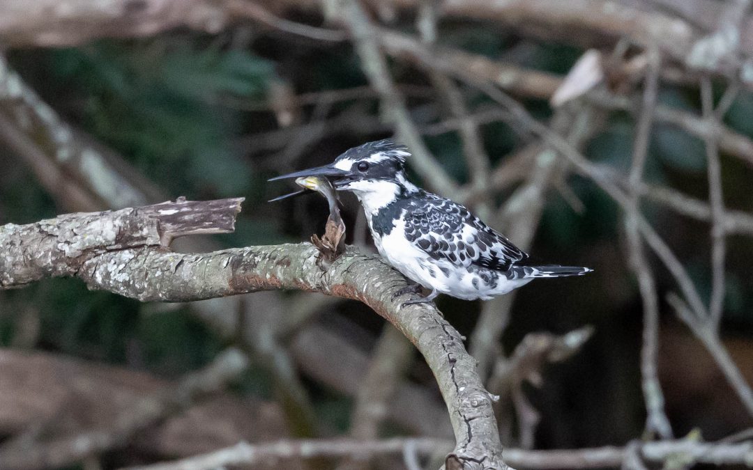 Yummy if you can catch it – February 2025