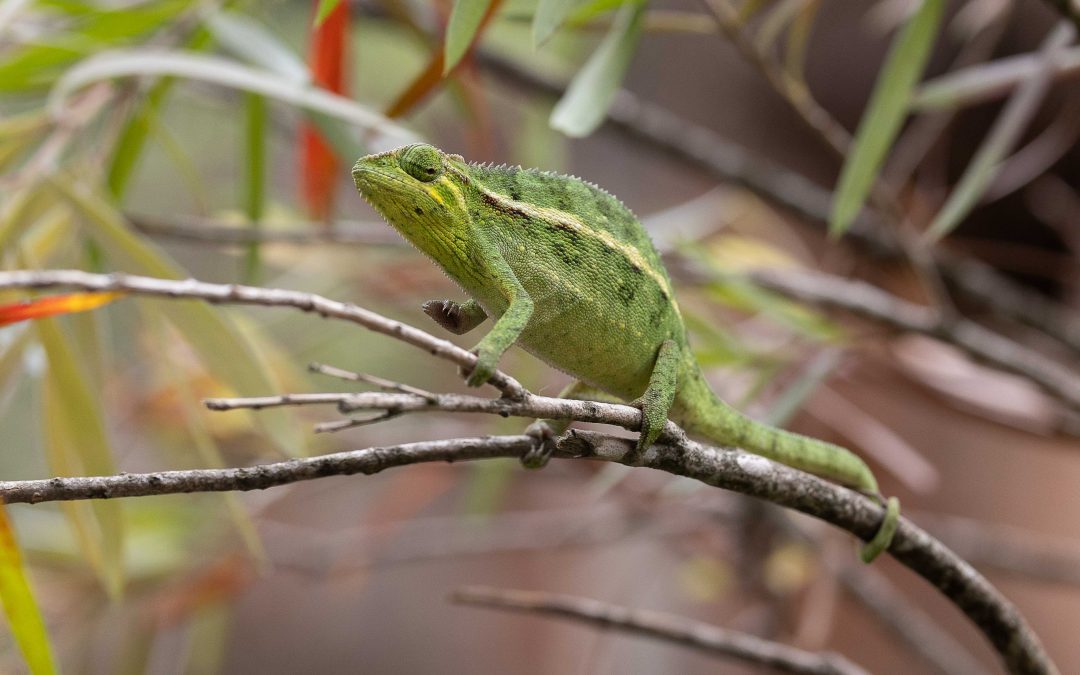 I’m watching you! – February 2025