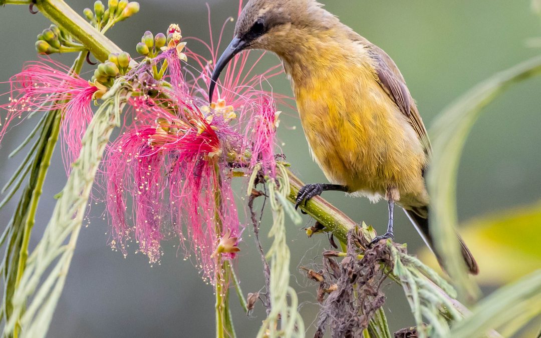 Beautiful flowers attract beautiful birds – February 2025